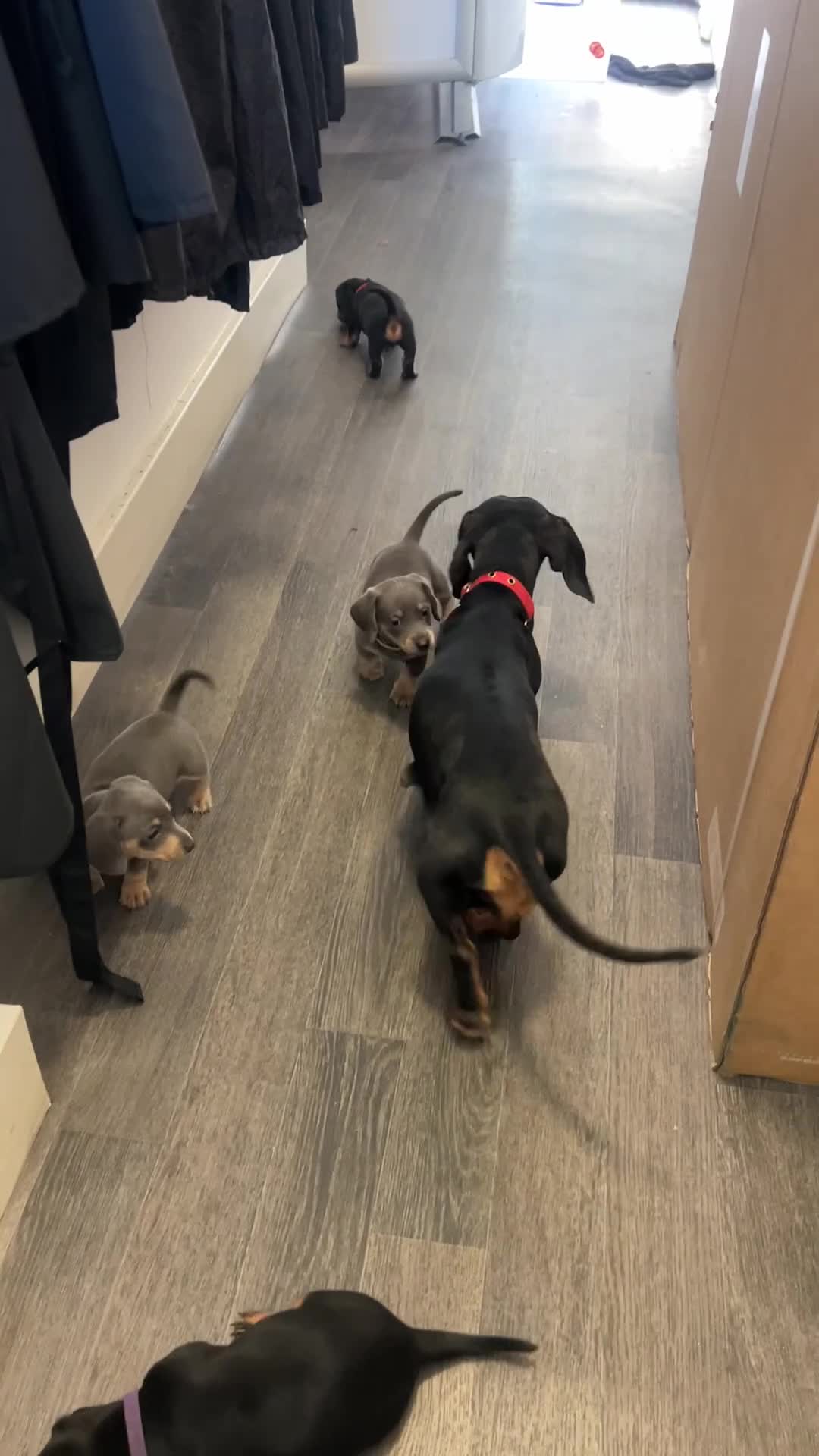 Dachshund dogs for sale: Lilac and tan dachshund puppies Black and Tan  in Canterbury - Video 1