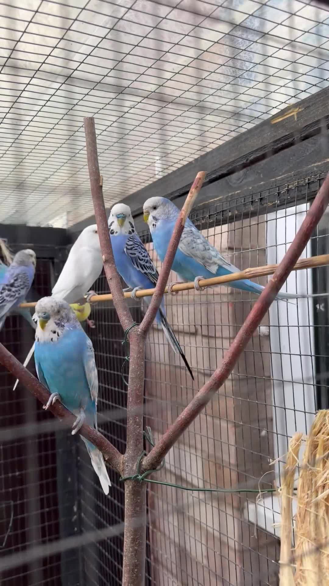 Budgerigars birds for sale: Male budgies in Bury Saint Edmunds - Video 1