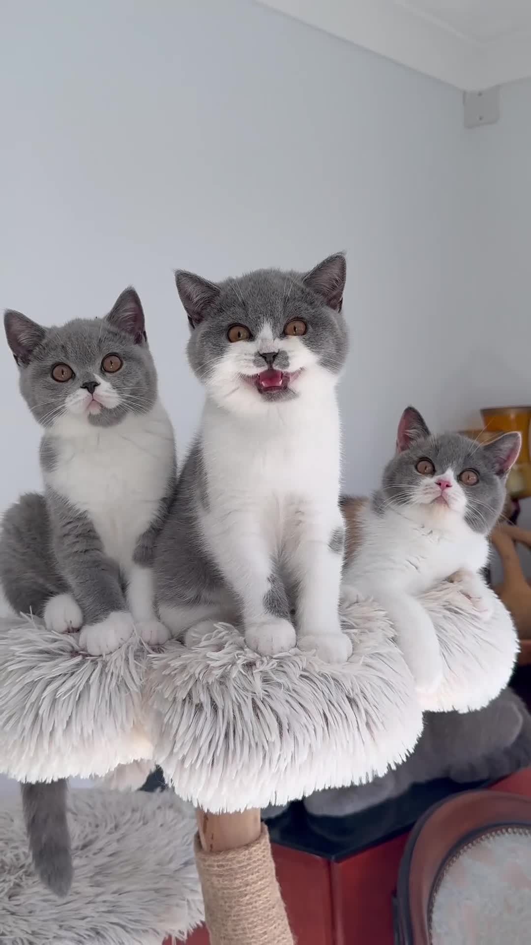 British Shorthair cats for sale: GCCF and TICA Registered -Show Quality BSH. - Video 3