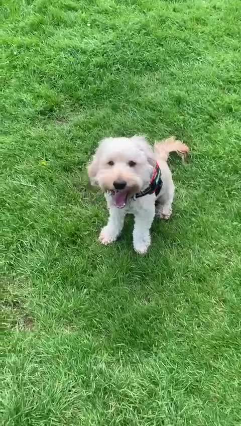 Cockapoo dogs for adoption: Handsome & loyal WOODY needs a new Loving Home - Video 1