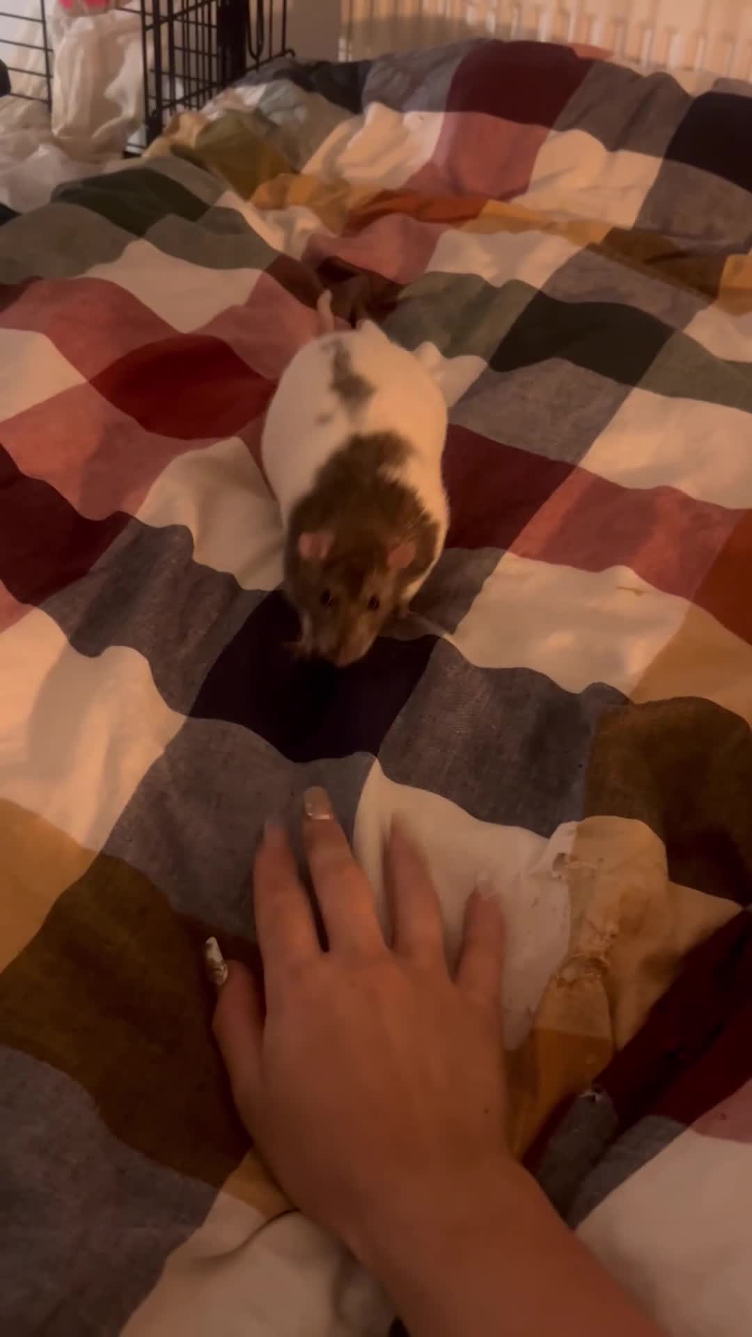Rat rodents for sale: Two Male Rats  - Video 3