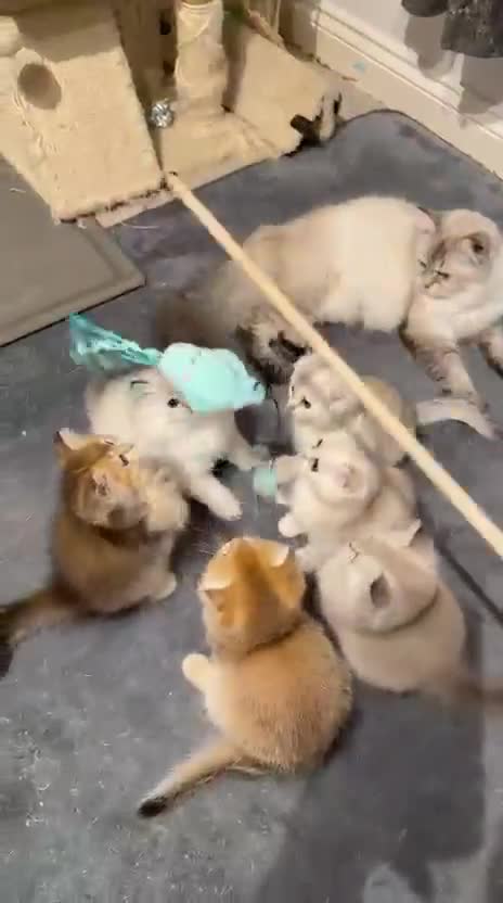 Scottish Fold cats for sale: purebred Scottish Fold kittens - Video 2