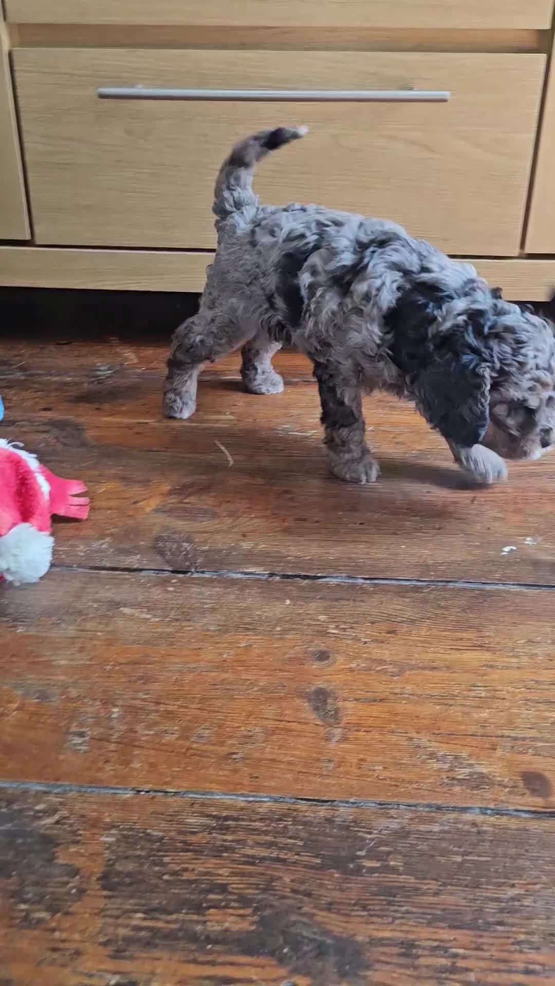 Cavapoo dogs for sale: READYnow. Cavapoos puppies - Video 5