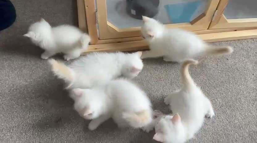 Exotic cats for sale: Red tabby colour point kittens mum grand champion  - Video 1