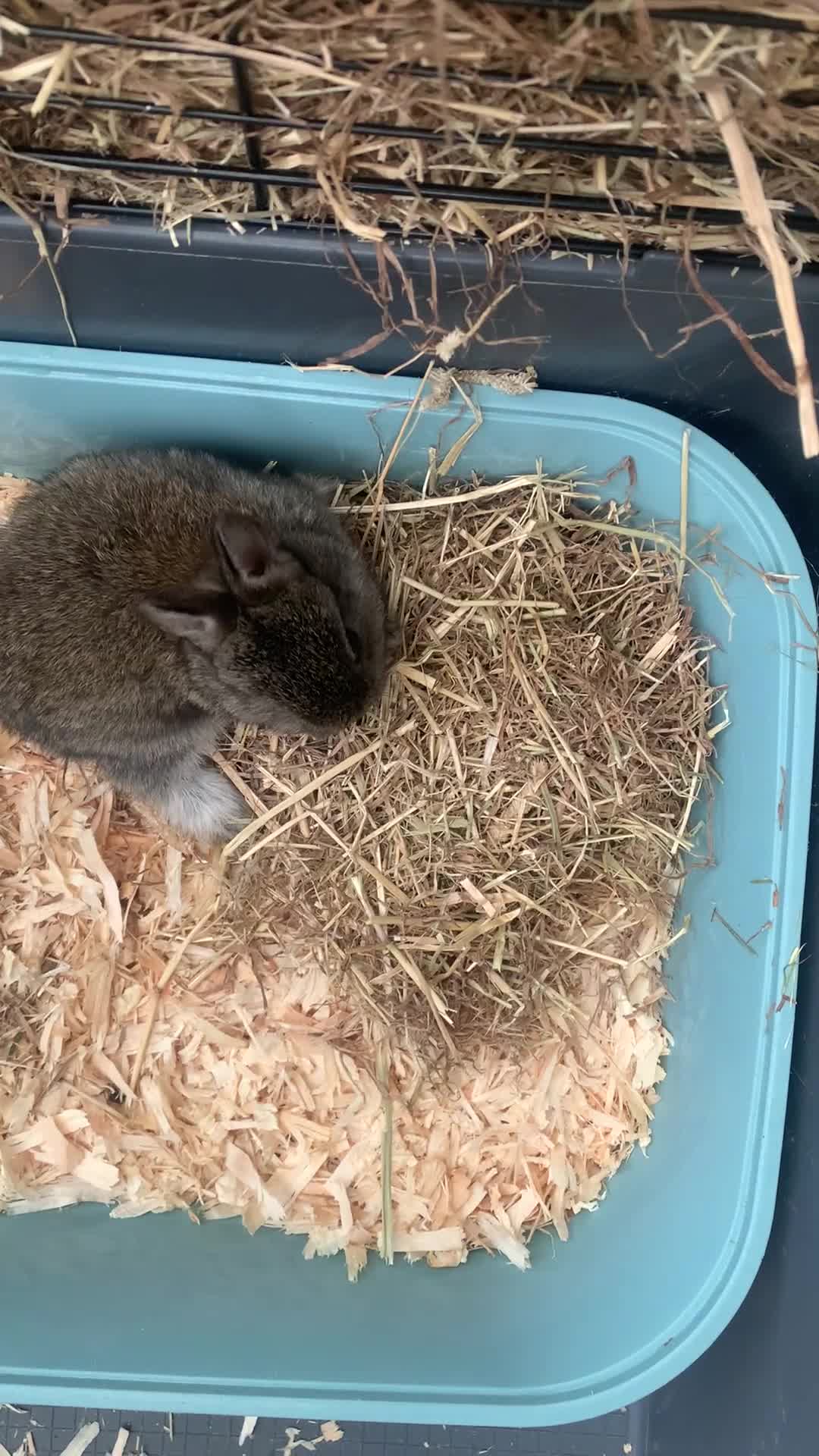 Netherland Dwarf rabbits for sale: Gorgeous Netherland Dwarf Rabbits - Available now - Video 2