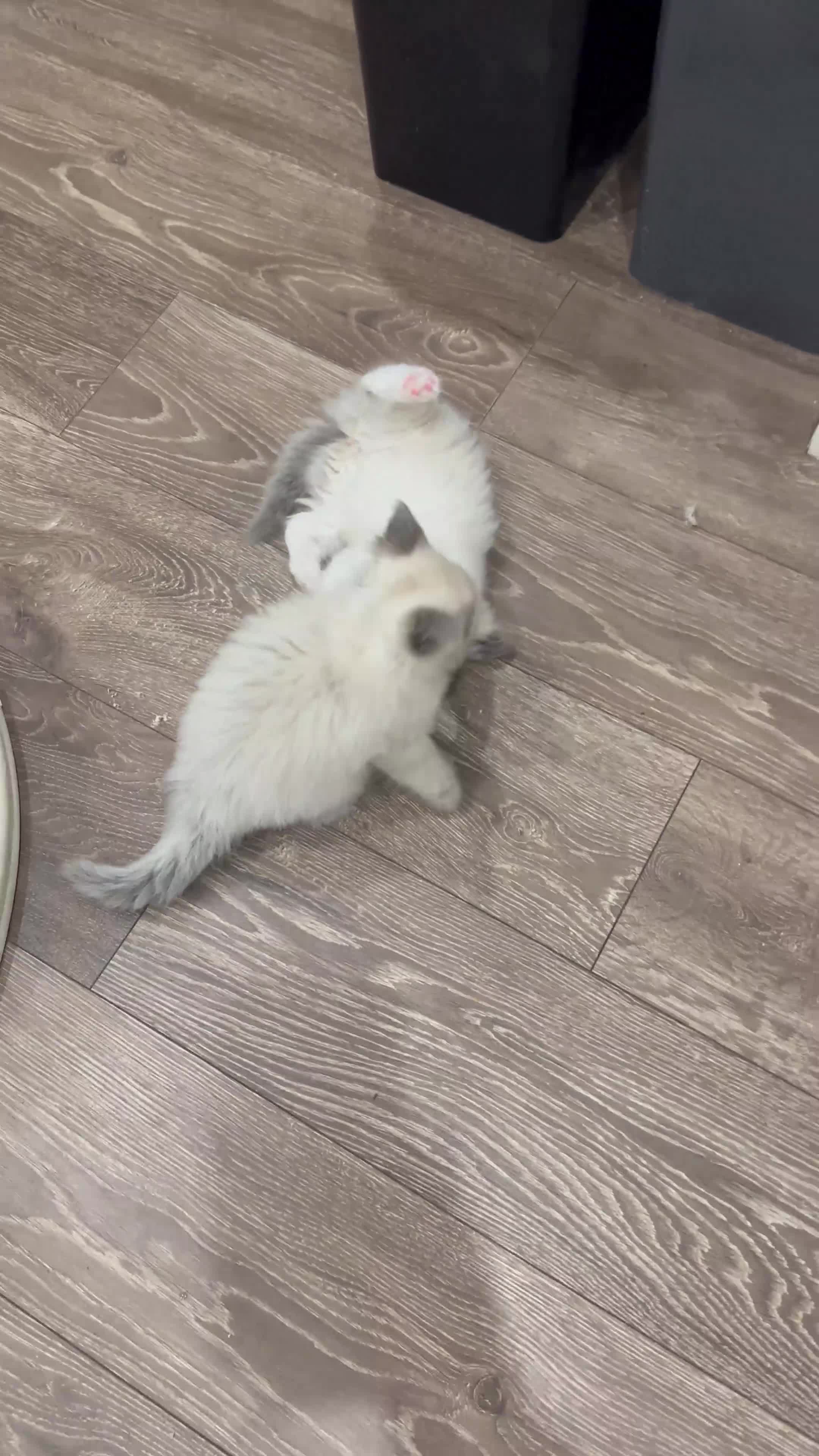 Ragdoll cats for sale: Last 3 Boys and Mom stunning pure Ragdoll - Video 4