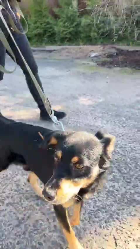 German Shepherd dogs for adoption: Gatto  in West Malling - Video 1