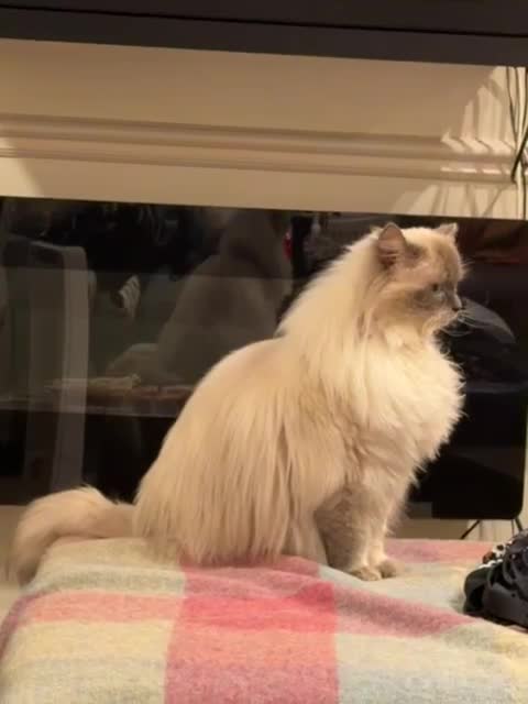Ragdoll cats for sale: Adorable Loving Ragdoll Boy - Video 2