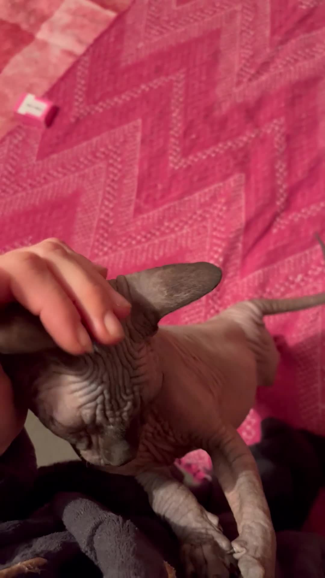 Sphynx cats for sale: Kittens - Video 1