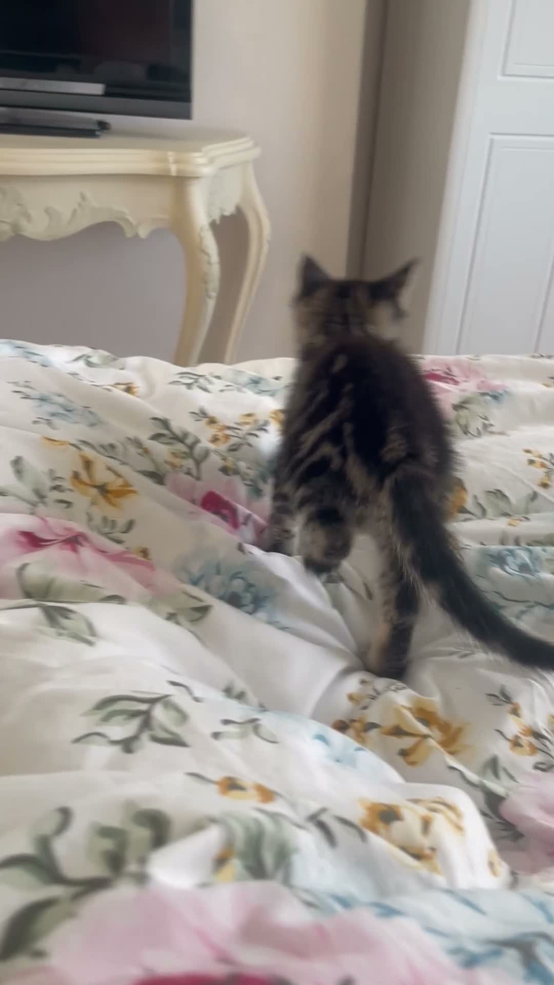 Mixed Breed cats for sale: Maincoon x  in Driffield - Video 1
