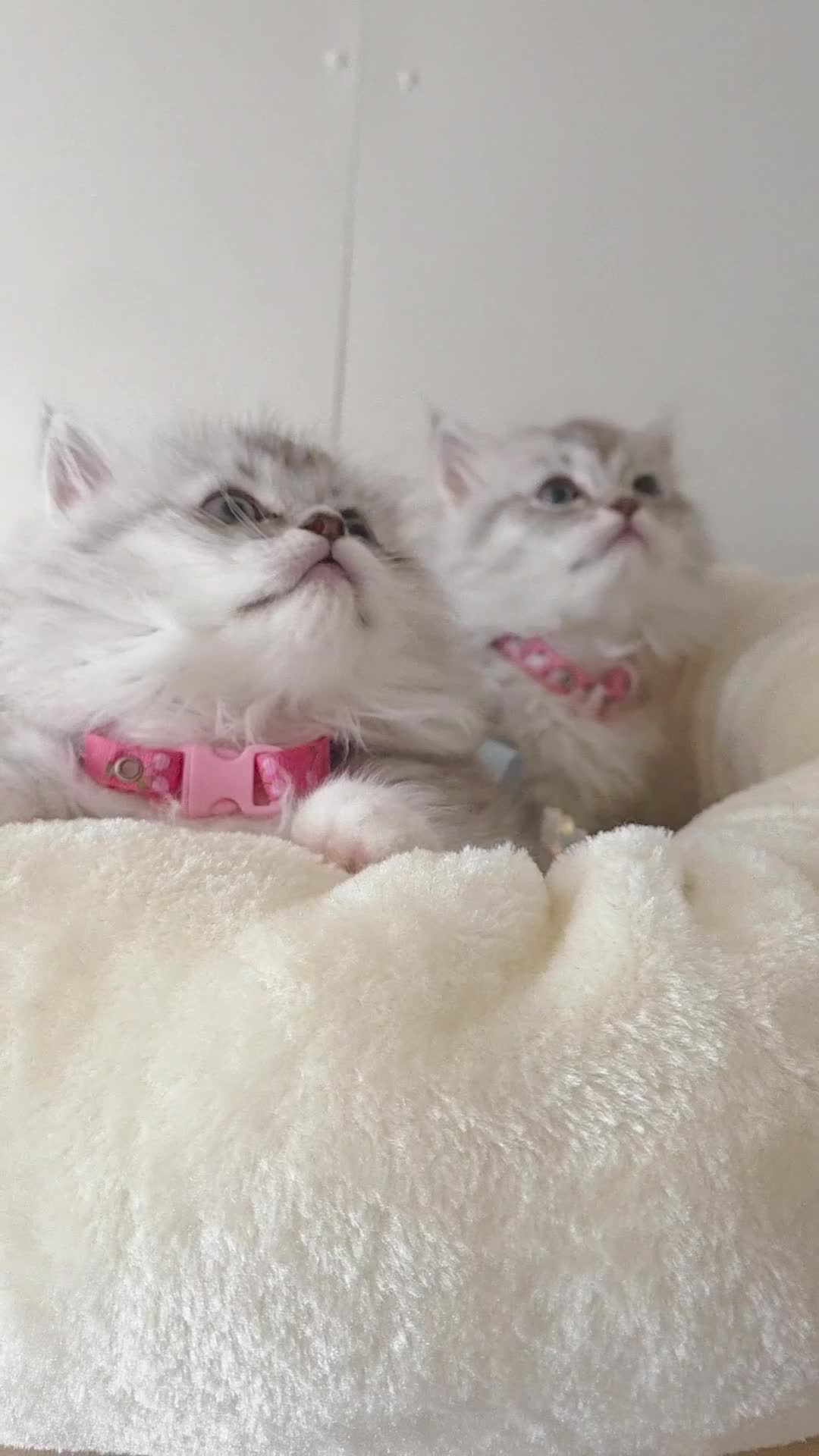 Persian cats for sale: Persian x Ragdoll - Video 3