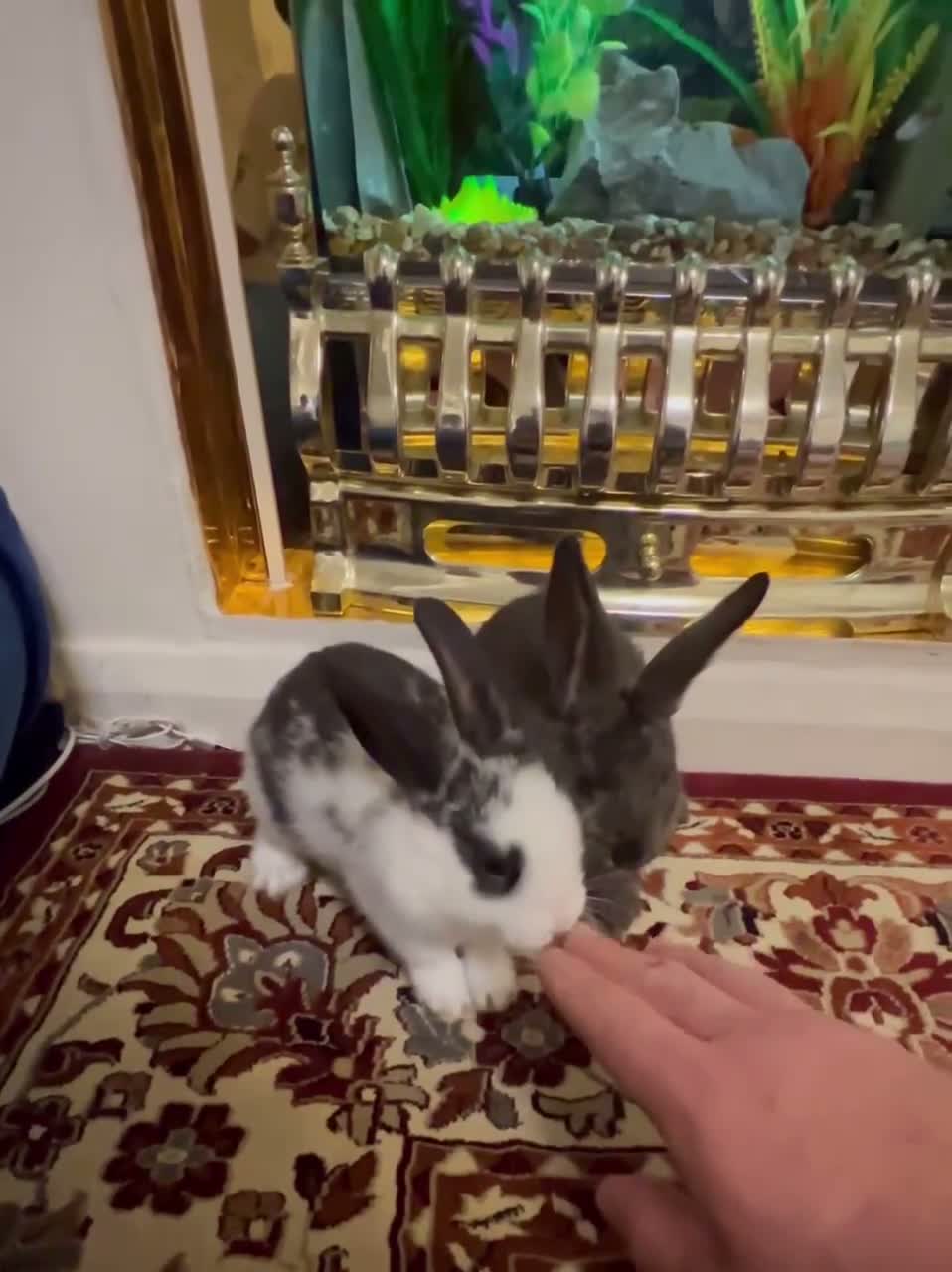 Mini Lop rabbits for sale: Mini lop baby rabbit  - Video 1