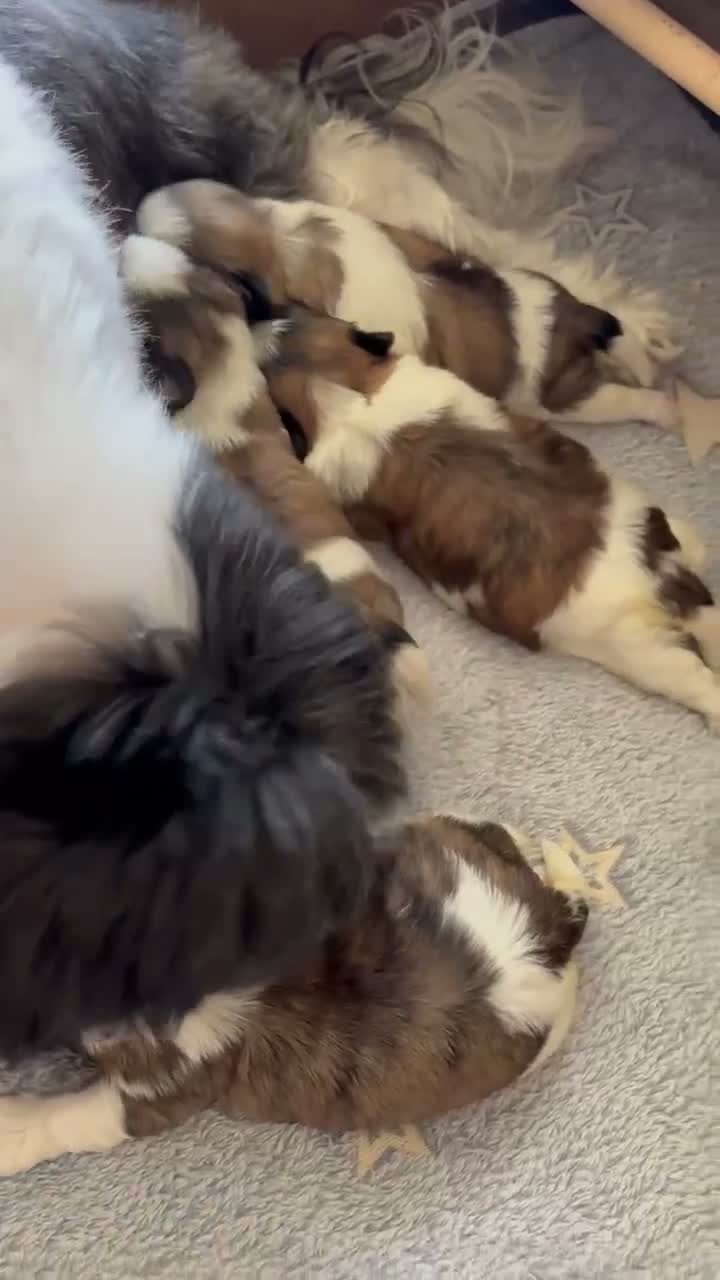 Shih Tzu dogs for sale: 5 adorable Shih Tzu pups - Video 1