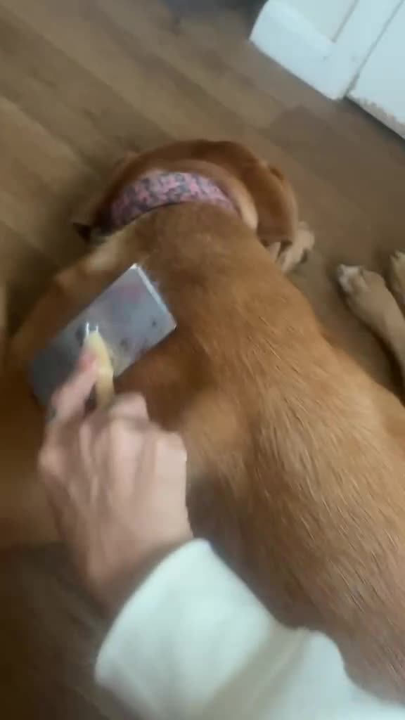 Dogue De Bordeaux dogs for adoption: Jax - 3 year old Male  - Video 1