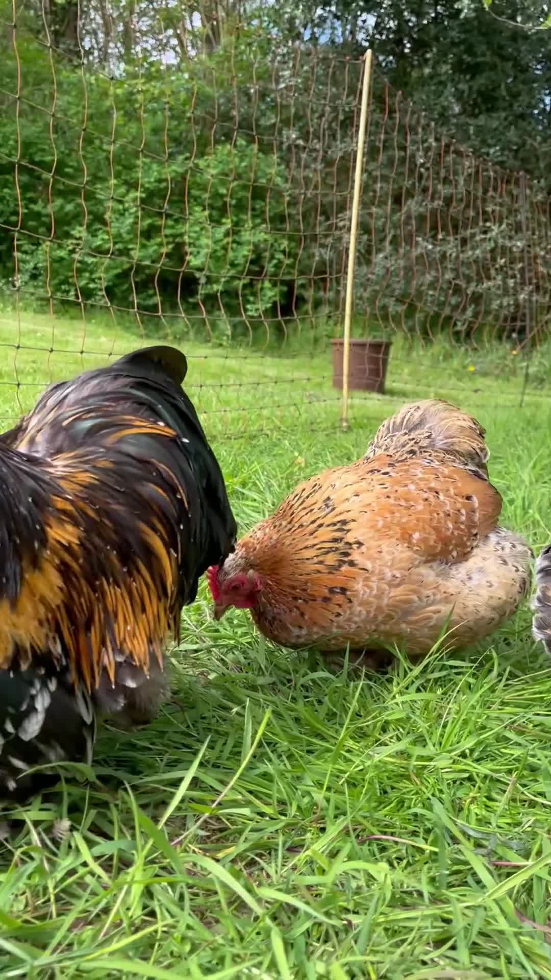 Chickens poultry for sale: Mottled Pekin Fertile bantam hatching eggs  - Video 1