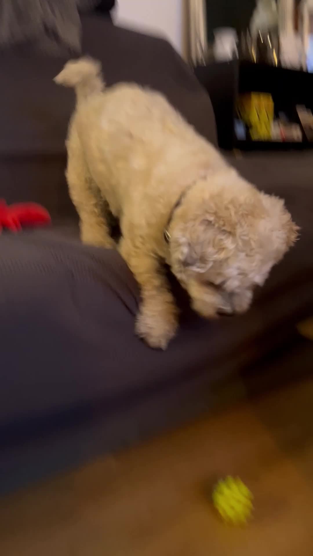 Shichon dogs for sale: Loveable (but problematic) 7 y/o boy  - Video 1
