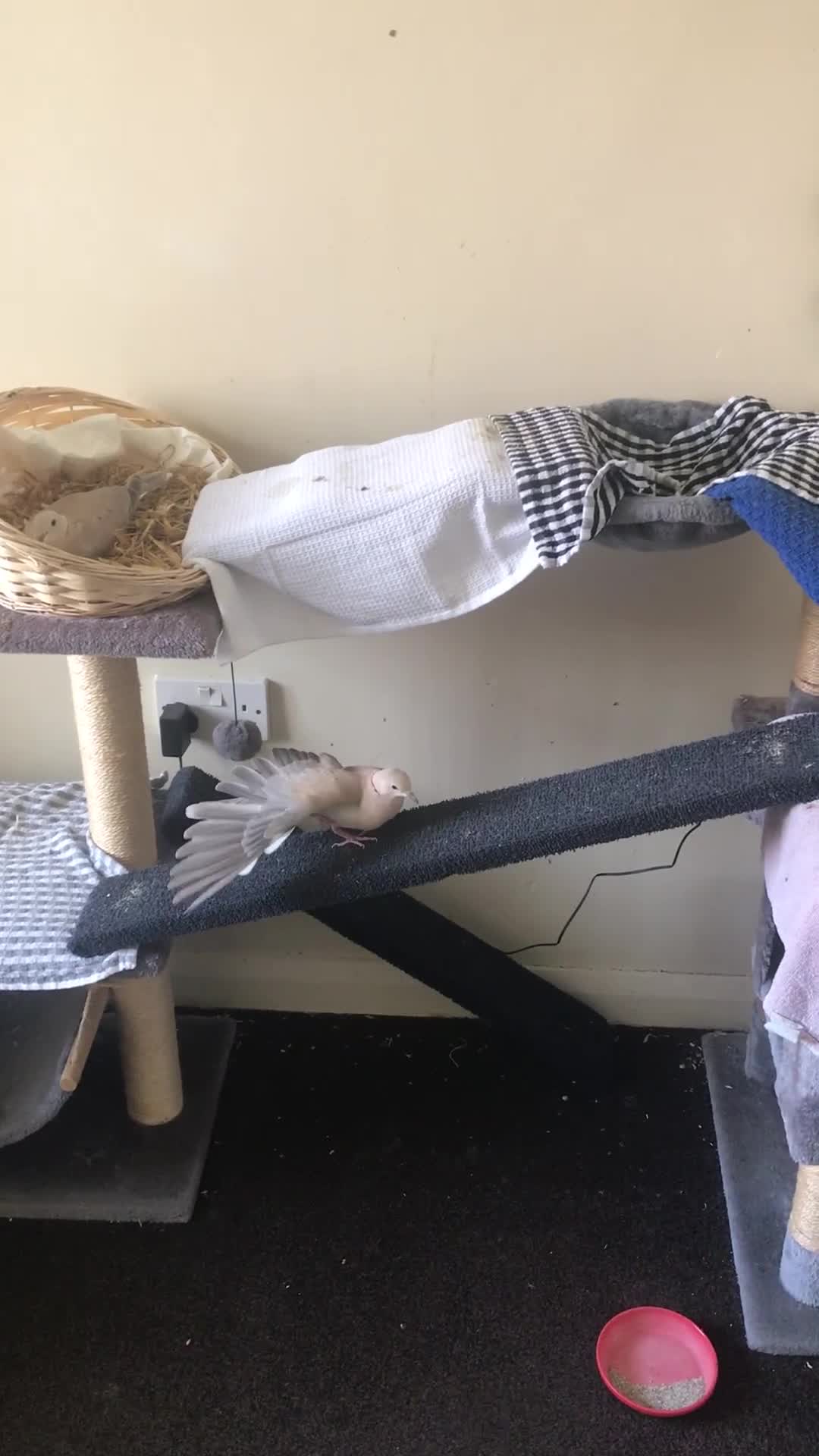 Doves birds for sale: Ring neck doves indoor pets  - Video 2