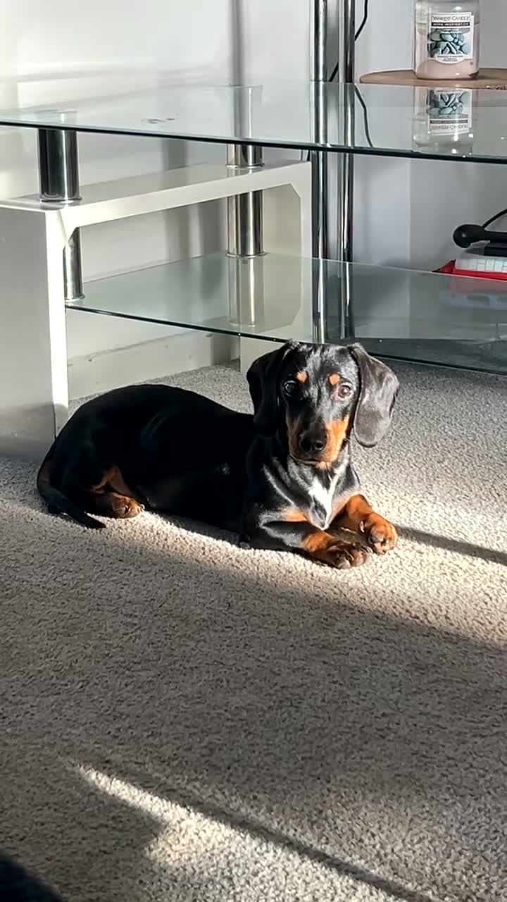 Dachshund dogs for stud: Standard x miniature (silver dapple ,black and tan in Pontypool - Video 1