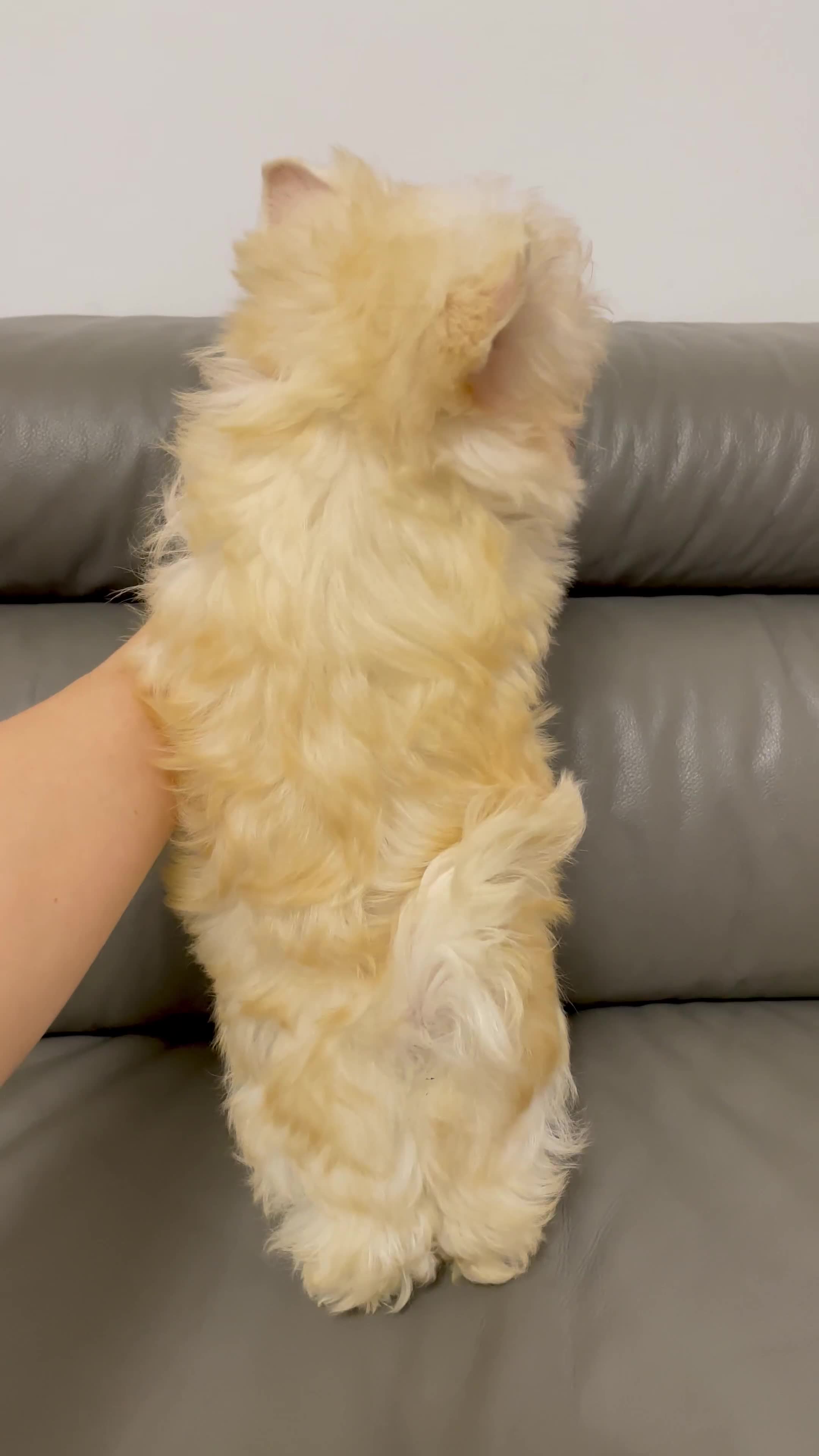 Yorkshire Terrier dogs for sale: ❤️Only 1 Girl left Golddust YT🥇Champion heritage! - Video 3