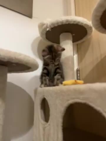 Mixed Breed cats for sale: Beautiful kittens ready for loving new homes.  - Video 5