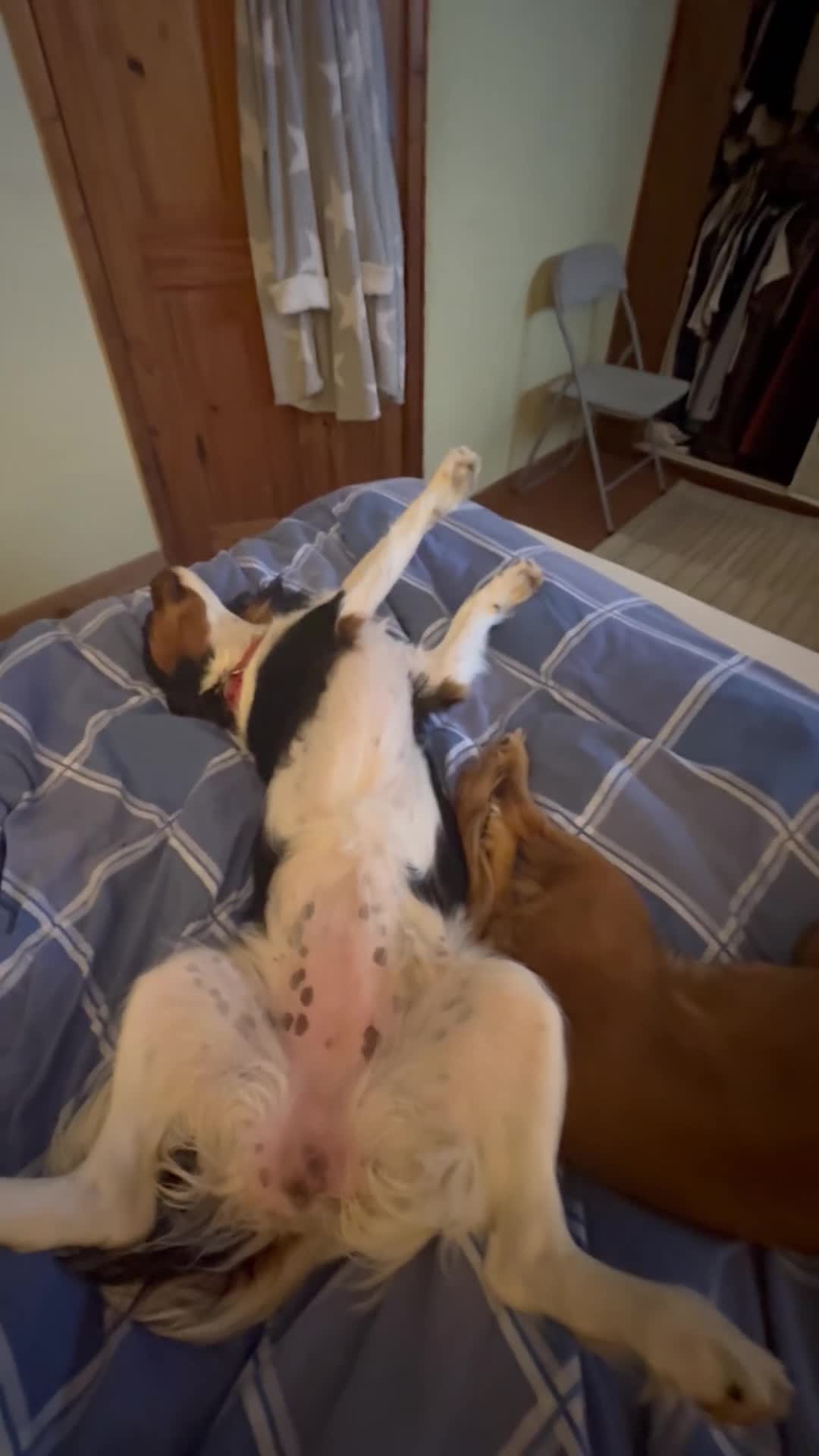 Cockalier dogs for sale: Rehoming Two Young Female Spaniels  - Video 3