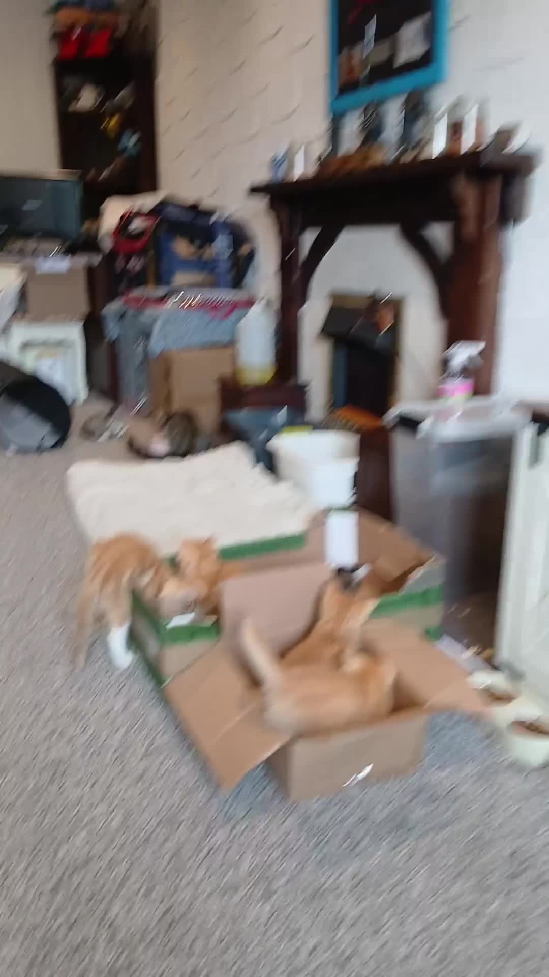 Domestic Shorthair cats for sale: 2 twin Kittens - Video 3