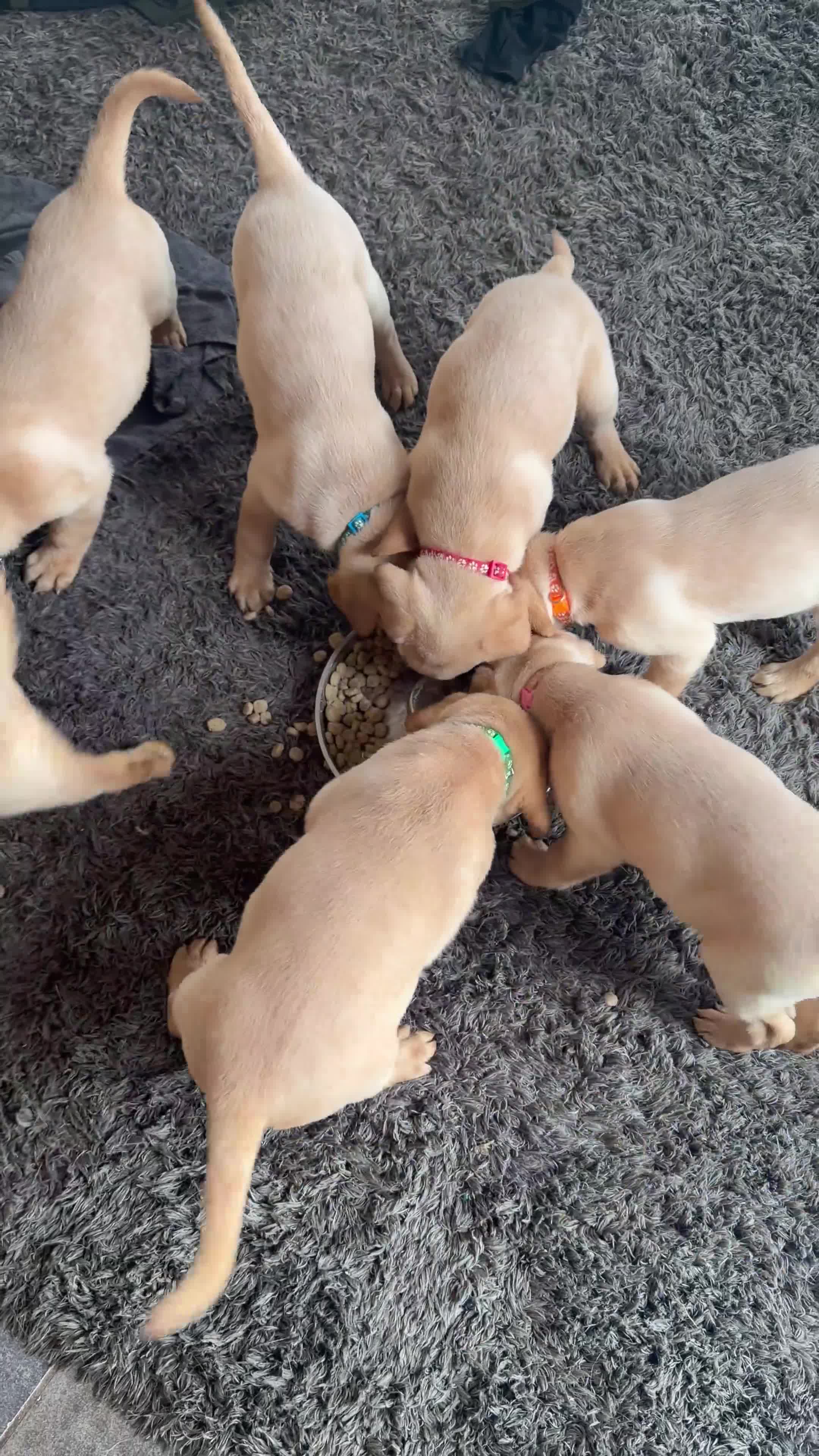 Labrador Retriever dogs for sale: Yellow/Red working Labradors - Video 2