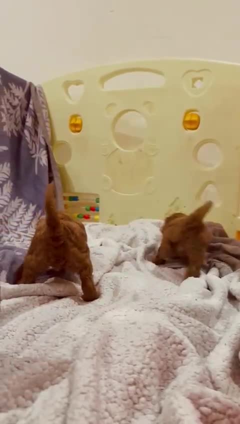 Cavapoo dogs for sale: A wonderful litter of 6 red teddy cavapoos  - Video 5