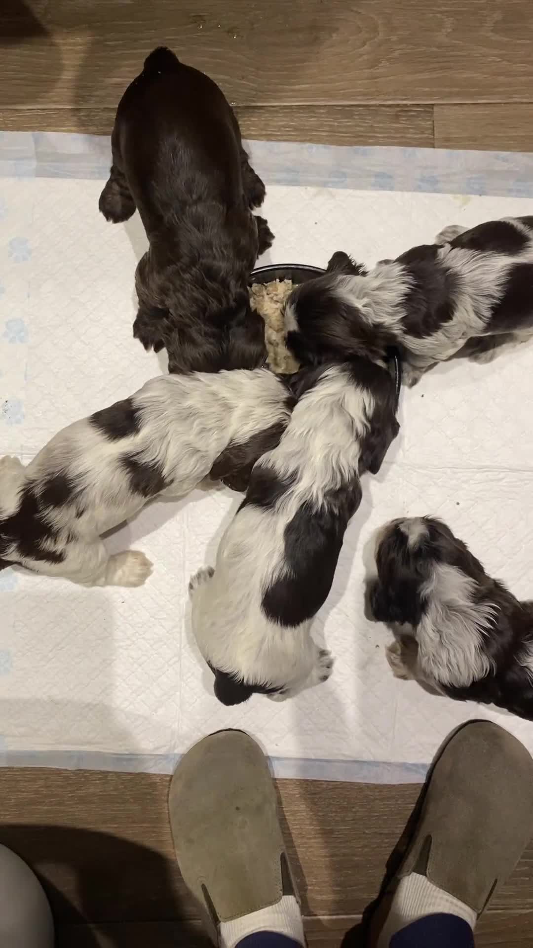 Cocker Spaniel dogs for sale: Lovely show Cocker spaniel puppies 🐶  - Video 1