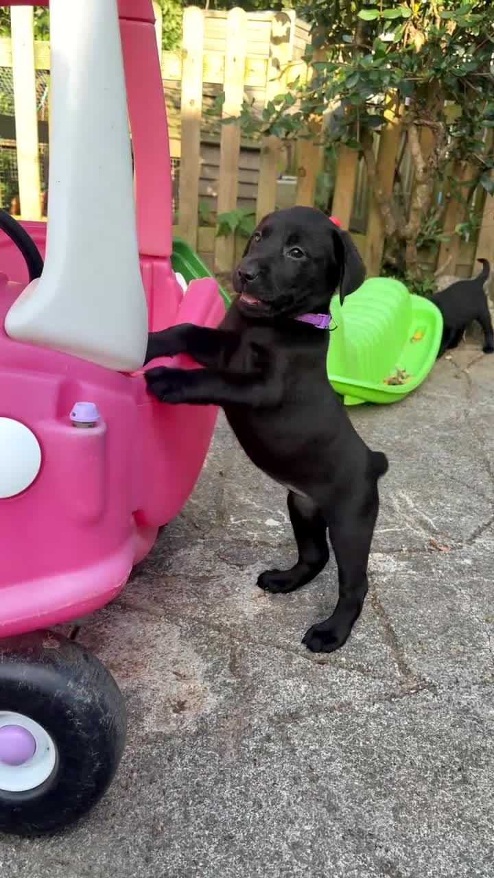 Labrador Retriever dogs for sale: ⭐️READY TO GO NEXT WEEK⭐️KC Reg Labrador Puppies  - Video 4