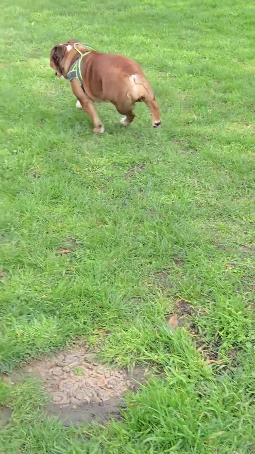 English Bulldog dogs for sale: KC reg girl English Bulldog  in Sittingbourne - Video 1