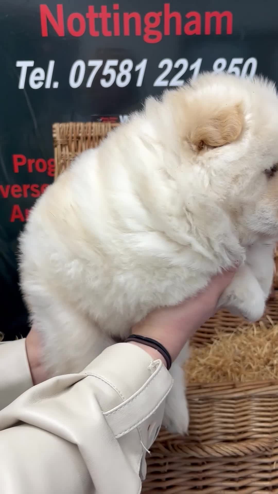 Chow Chow dogs for sale: Chow chow male high quality  in Nottingham - Video 1