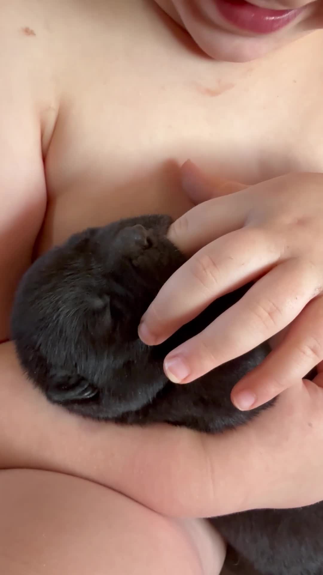 Akita dogs for sale: Big bear head full American Akitas  - Video 1