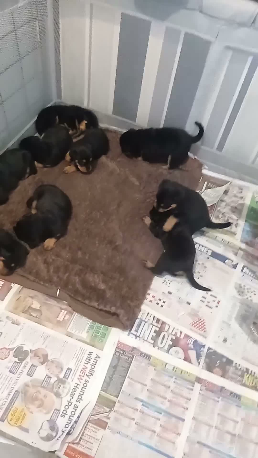 Rottweiler dogs for sale: Pure breed rottweilers  - Video 2