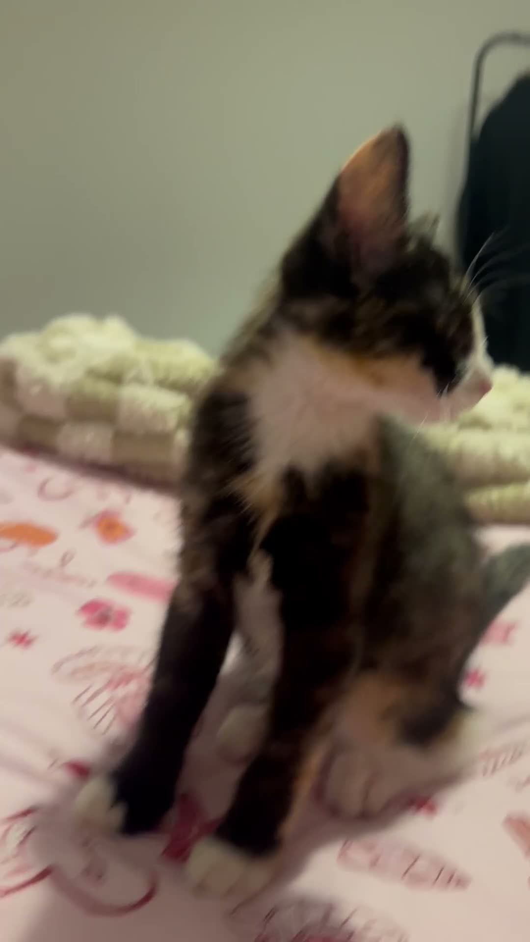 Ragdoll cats for sale: 2 girls kittens bonded pair  - Video 1
