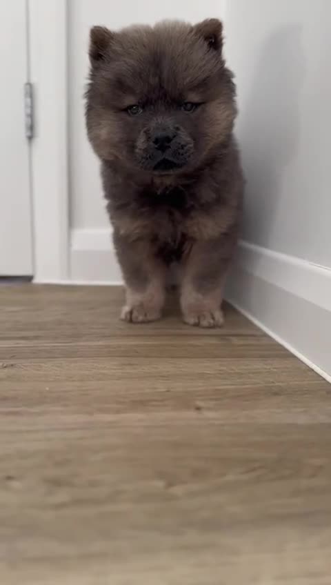 Chow Chow dogs for stud: Pumba direct at at  - Video 2