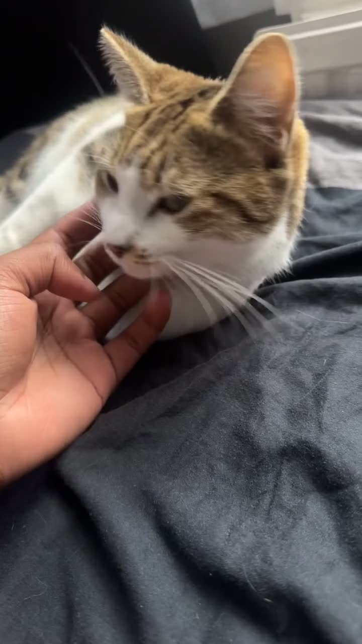 British Shorthair cats for sale: Gorgeous tabby female - Video 2