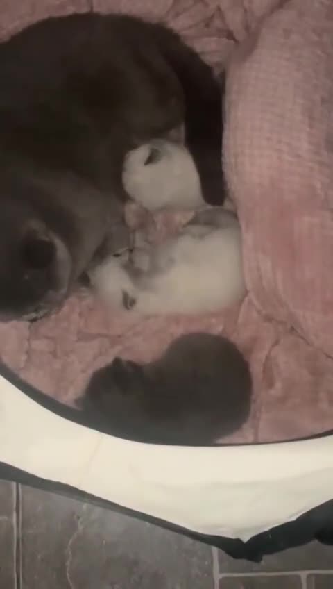 British Shorthair cats for sale: British shorthair kitten for sale - Video 1