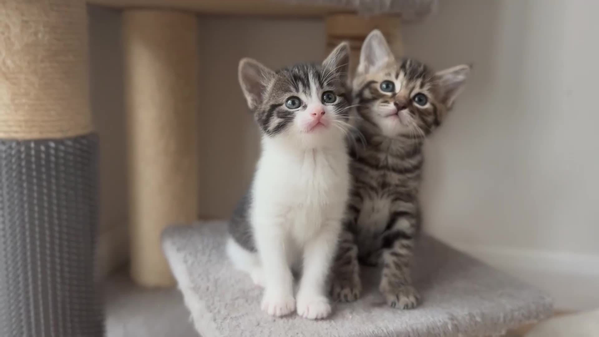 Ragdoll cats for sale: 🐾 Exceptional Ragdoll × Bengal Kittens 🐾 - Video 1