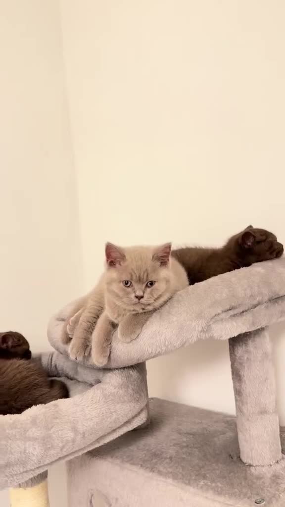 British Shorthair cats for sale: Chunky Chocolate pure british short hair kittens in Birmingham - Video 1