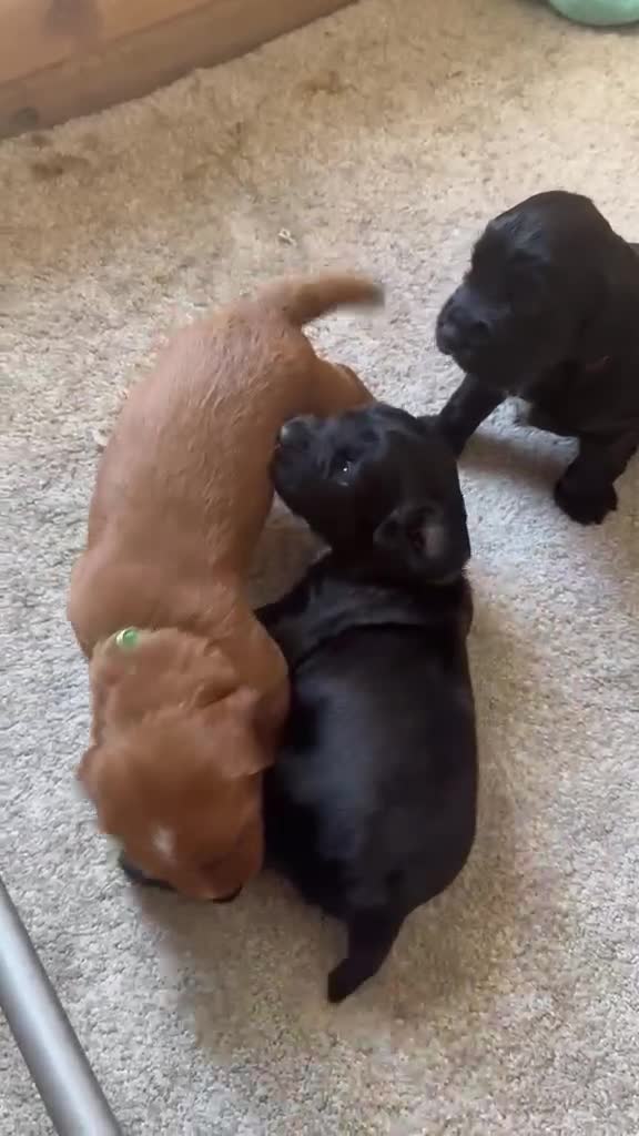 Cocker Spaniel dogs for sale: KC Registered FTCH bloodline Working Cocker Pups - Video 4