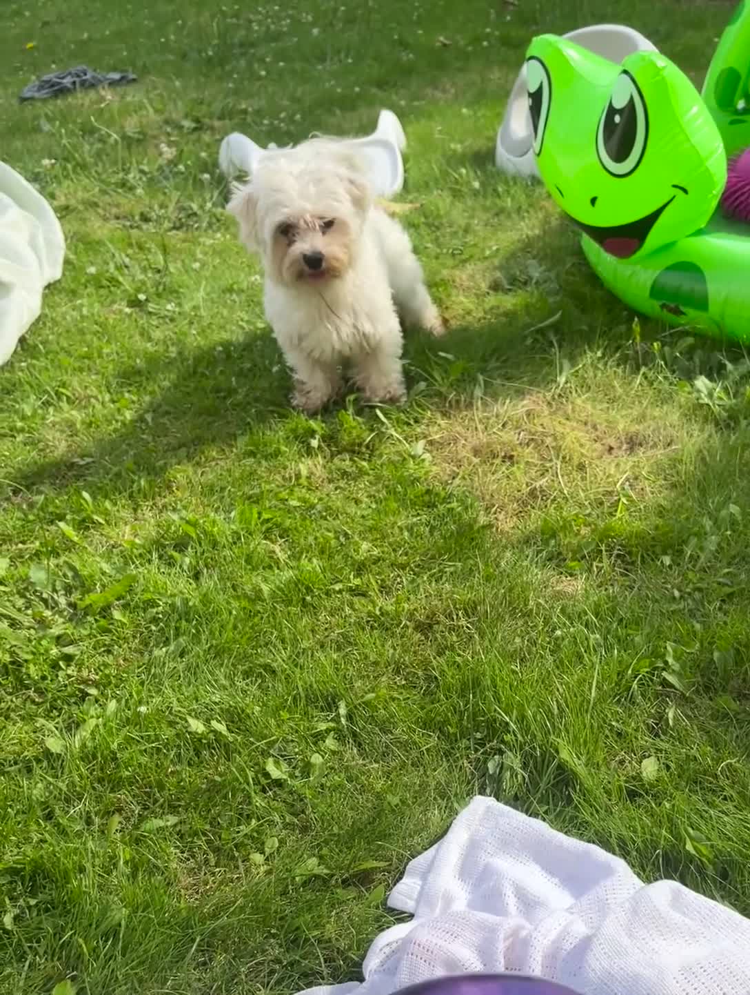 Maltese dogs for stud: Dog for stud in Glasgow - Video 1