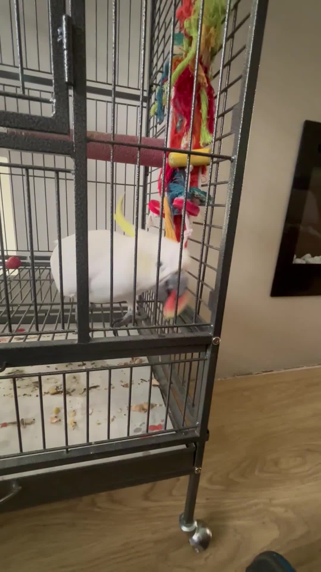 Cockatoo birds for sale: Sulphur Crested Cockatoo 3 Year Old - Video 1