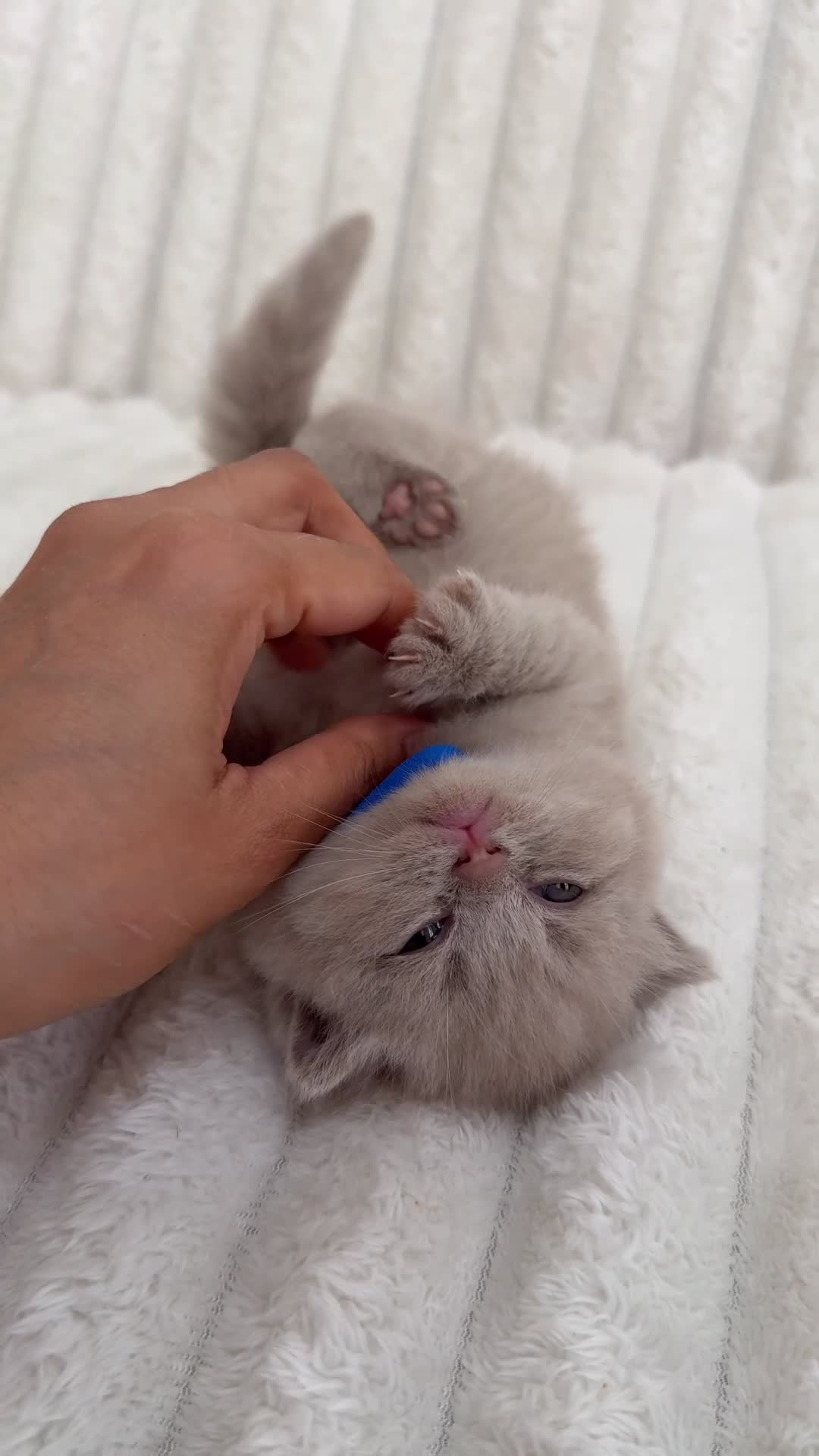 British Shorthair cats for sale: British Shorthair Kittens | Pet Homes Only 🤍 - Video 3