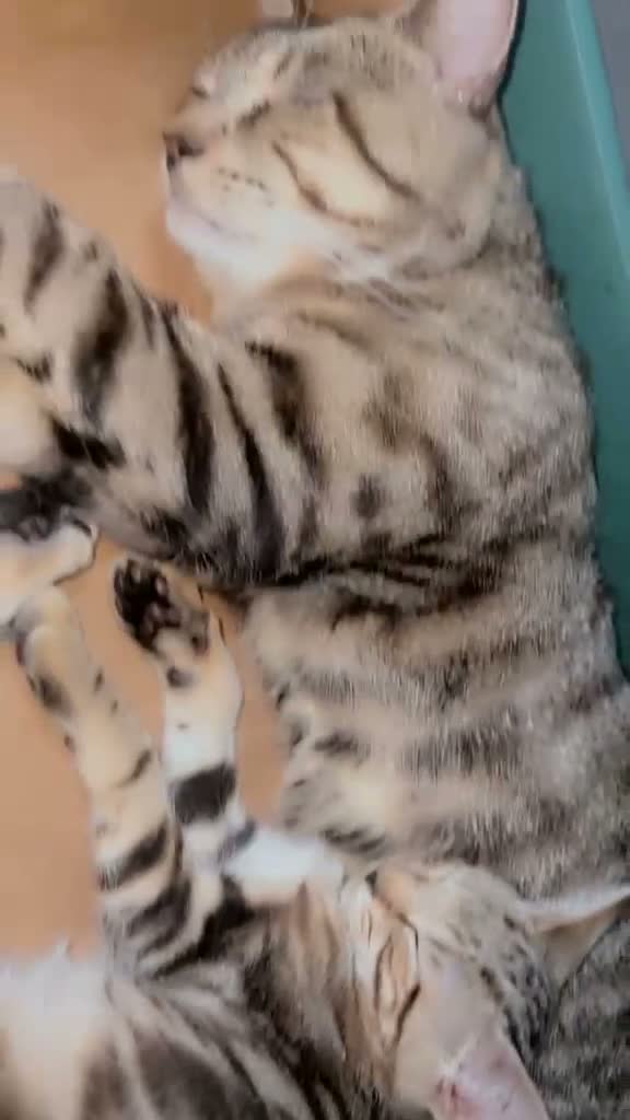 Mixed Breed cats for sale: Kittens  - Video 1