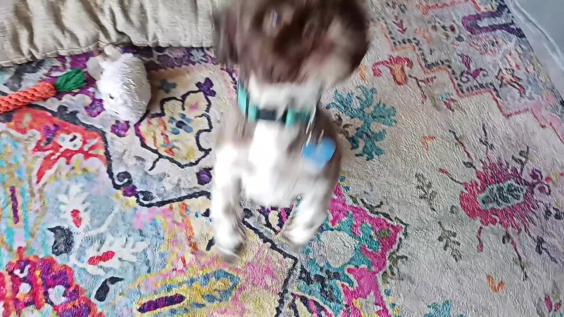 Shih Tzu dogs for sale: Beautiful Shih-tzu  - Video 1