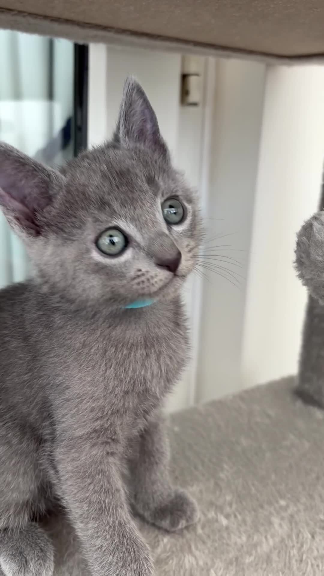 Russian Blue cats for sale: 6 Stunning GCCF Russian Blue Kittens 🐾  - Video 1