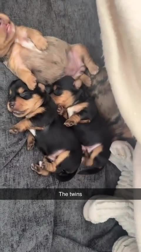 Yorkshire Terrier dogs for sale: Beautiful Merle Yorkshire terrier puppies  - Video 2