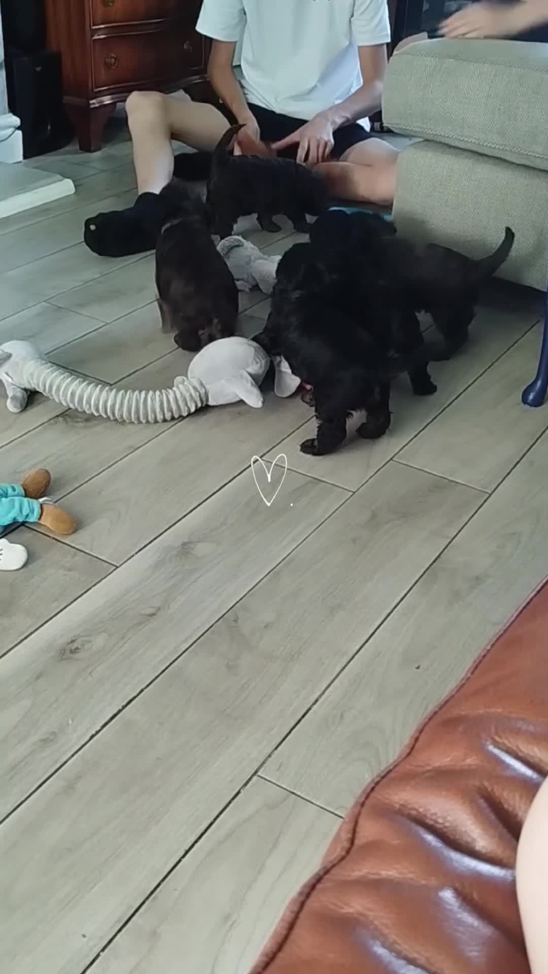 Cockapoo dogs for sale: Stunning cockapoo puppies  - Video 2