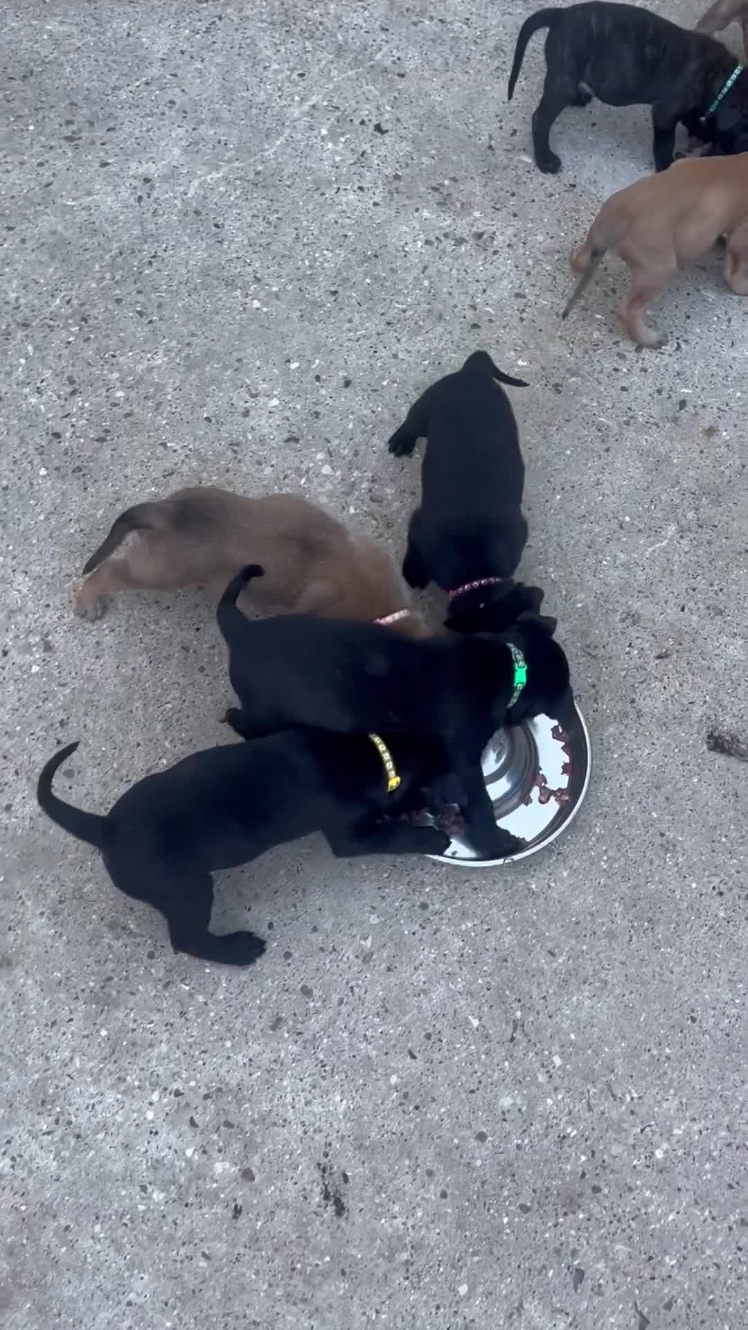 Mixed Breed dogs for sale: Dutch herder cross puppies - Video 1